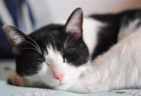 Sleeping cat stock photo. Image of european, mammal, detail - 14376282