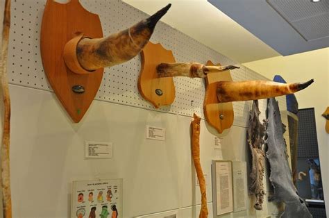 Icelandic Phallological Museum | Amusing Planet