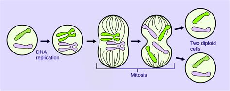 Overview of Asexual Reproduction - Different Types and Advantages