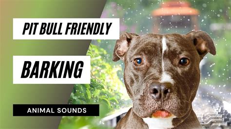 The Animal Sounds: PitBull Friendly Barking / Sound Effect / Animation ...