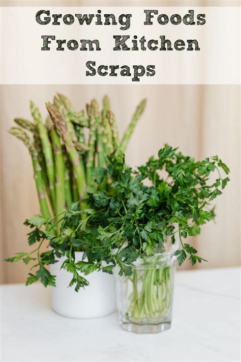 Growing Foods From Kitchen Scraps | Moms Need To Know