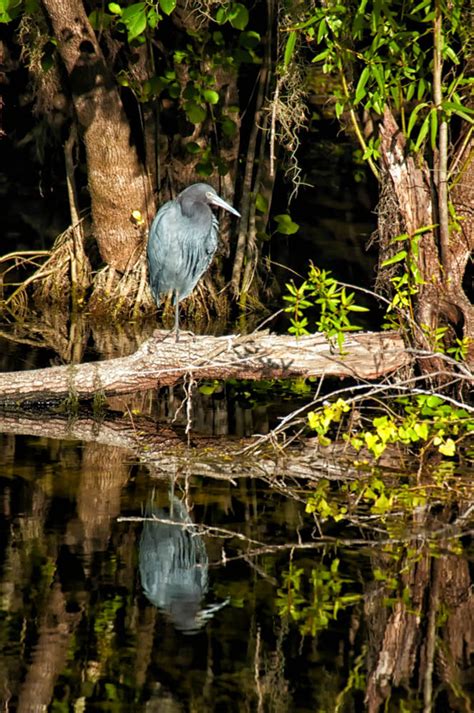 Marco Island: a Relaxing, Wildlife-Viewing Vacation | Rachel's Ruminations