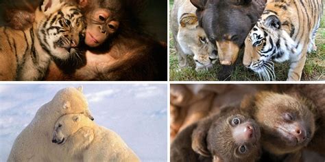 19 Amazingly Cute Pictures Of Animals Hugging | HuffPost UK