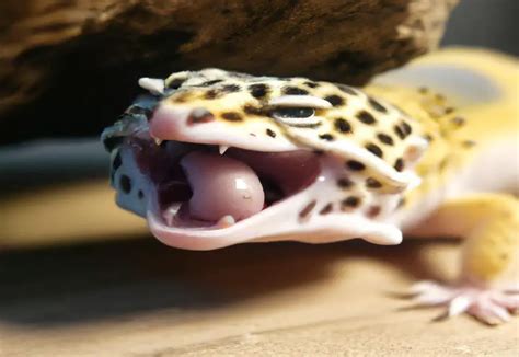 How Often to Feed Leopard Gecko: Feeding Schedule and Tips ...