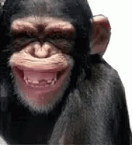 Monkey Happy GIF - Monkey Happy Laughing - Discover & Share GIFs