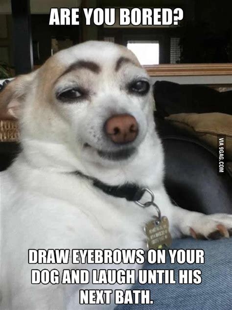 Dogs don't have eyebrows - 9GAG