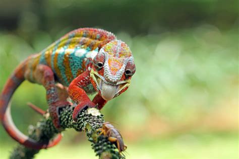 11 Showstopping Chameleon Species