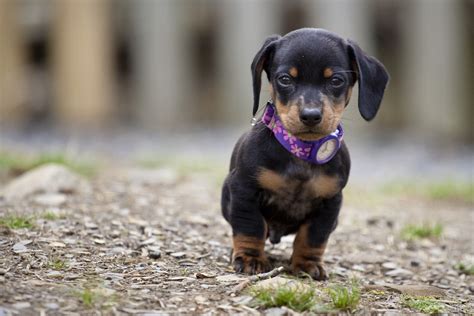 Dachshund puppy. | Dachshund puppy, Puppies, Dachshund