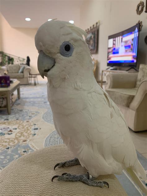 Hey parrot lovers, I have had this cockatoo for 7 years now but i cant ...