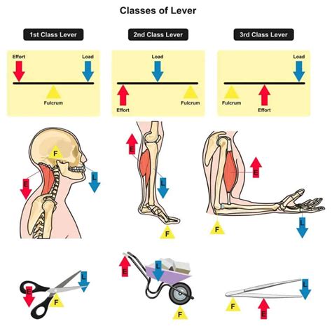 Cub Scouts Learn About Levers for Swing! Nova Award | Science education ...