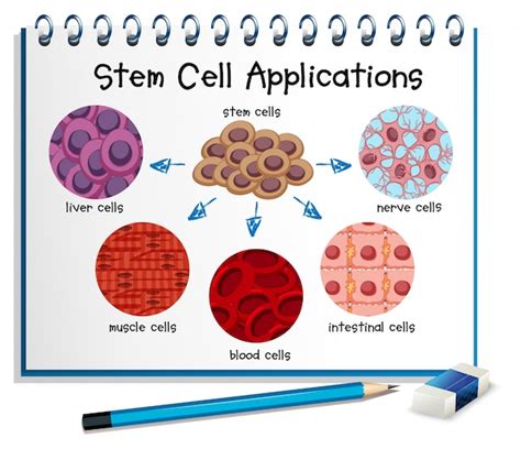 Free Vector | Diagram showing different stem cell applications