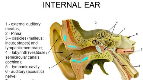 Inner Ear Diagram And Functions The Structure And Function O