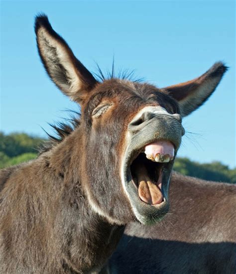 World’s Greatest Gallery of Laughing Donkeys