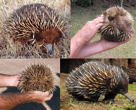 Echidna: The Spiny Anteater - Save Our Green