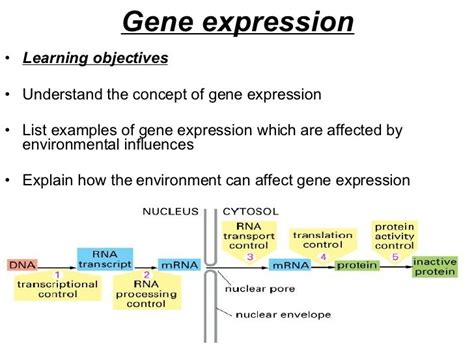 Gene Expression Lesson 2