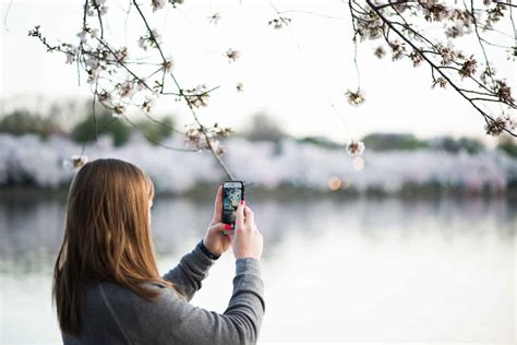 Tips for Taking Cherry Blossom Photos with Your Smartphone