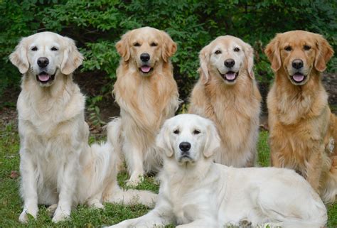 Những sự thật thú vị cần biết về loài chó Golden Retriever