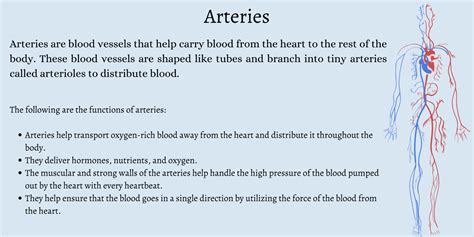 What are the Three Types of Blood Vessels and Their Functions? - First ...