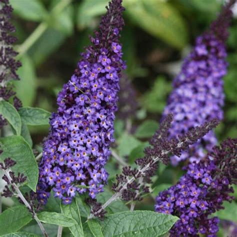 Buddleia - Pugster Blue Butterfly Bush - Sugar Creek Gardens