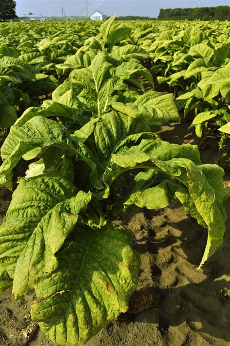 Tobacco Field - Stock Image - C027/3343 - Science Photo Library