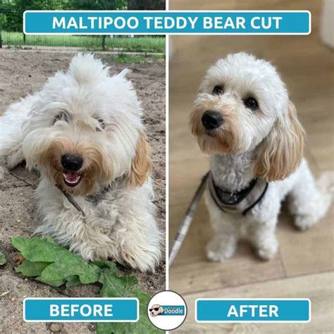 Maltipoo Haircuts: Before & After Photos of Grooming Styles!