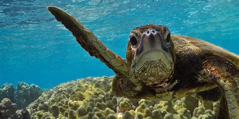 How Long Can A Green Sea Turtle Live