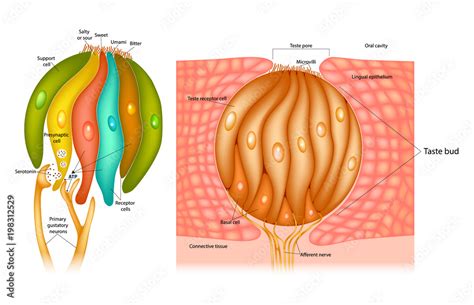 Vecteur Stock Taste bud structure in the human tongue. Taste receptor ...