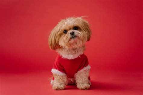 Shih Tzu Puppy Care Guide: How To Choose A Perfect Little Pup