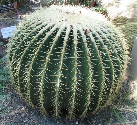 Plants & Flowers » Echinocactus grusonii