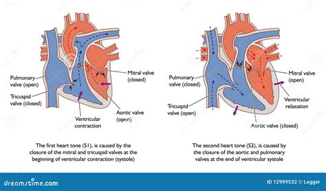 Heart sounds stock vector. Illustration of aortic, science - 12999532