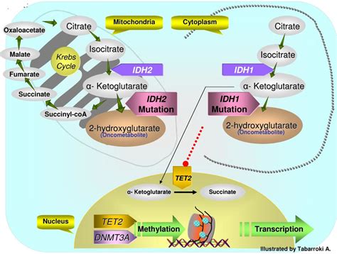 Krebs cycle to DNA methylation. IDH1/2 wild-type enzymes convert ...