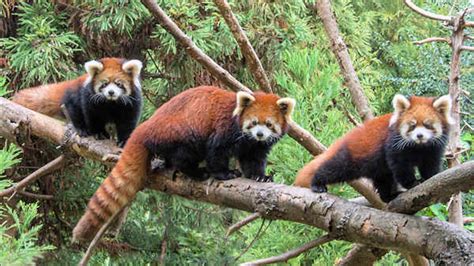 Red panda cubs make public debut at Prospect Park Zoo in New York City ...