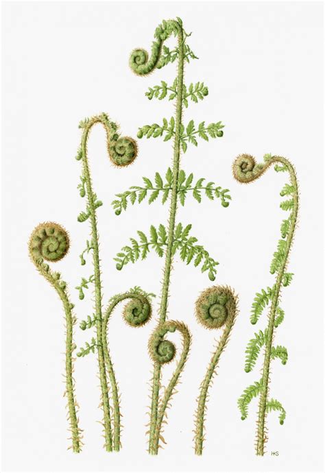 Fern Botanical Drawing at PaintingValley.com | Explore collection of ...