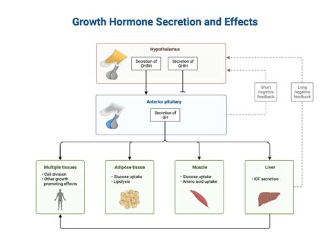 Growth Hormone Secretion and Effects | BioRender Science Templates