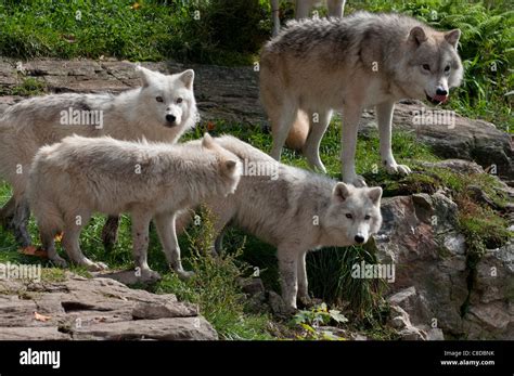 Arctic wolf pack hi-res stock photography and images - Alamy