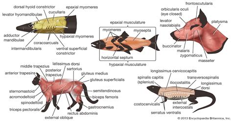 Most Muscular Animals