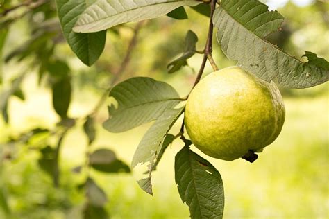 Popular Guava Fruit Trees - What Are The Different Varieties Of Guava ...