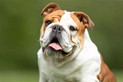 5 Popular Bulldog Grooming Tools That You Must Have