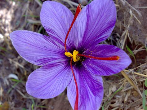 Saffron - Wikipedia