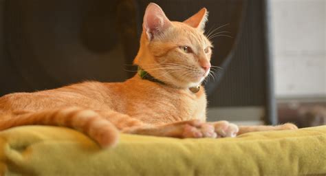 Ginger Cat Appreciation Day 2023: 8 interesting facts about these ...