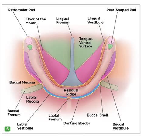 Retromolar Pad Anatomy