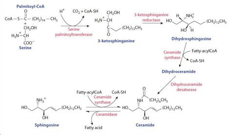 21 Lipids: Sphingolipids, Ceramides, and Glycosphingolipids ...