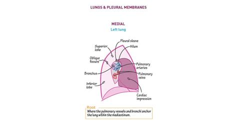 #Anatomy Q. The oblique fissure separates which two lobes of the left ...