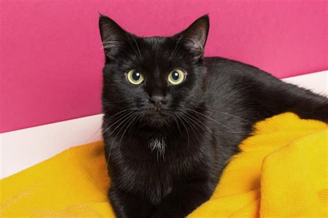 Black Cat Personality Traits | LoveToKnow Pets