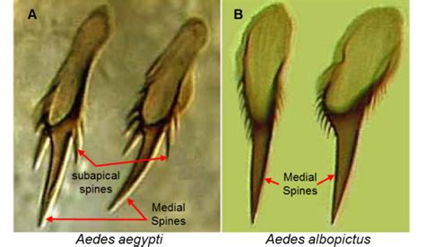 Aedes Mosquito Larvae