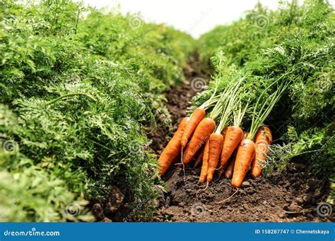 Pile of Fresh Ripe Carrots on Field. Farming Stock Image - Image of ...