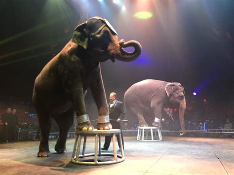 Which Big-Top Hot Spots Ban Wild Animals in Circuses? | PETA