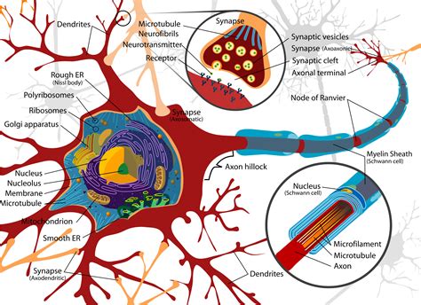 Nerve Cell Diagram Labeled - ClipArt Best