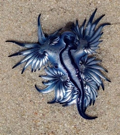 Rare Blue Dragon Sea Creatures Wash Up on South African Shores