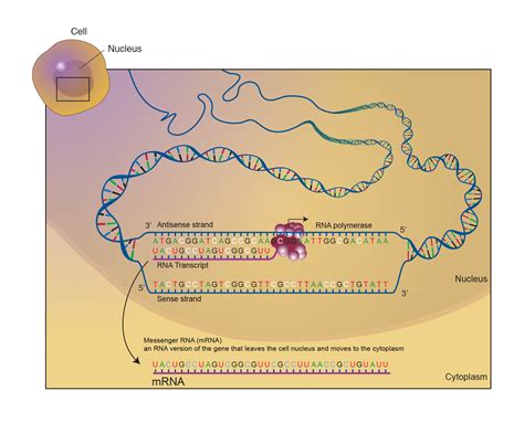 Messenger RNA (mRNA)